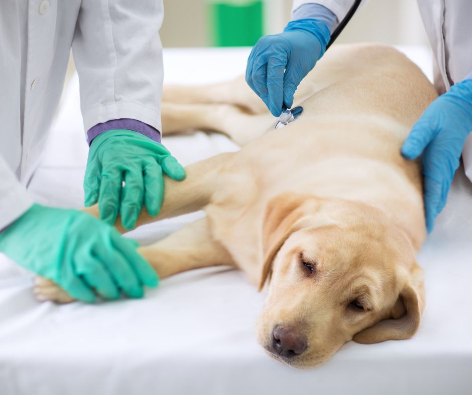 Causes and Risk Factors of Pancreatitis in Dogs