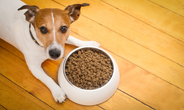 grain-free-dog-food