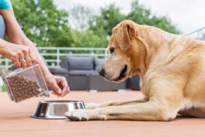 grain-free-dog-food