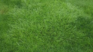 Transform Your Lawn with Lush Tall Fescue Grass