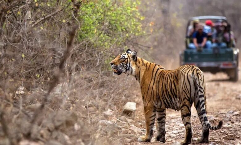 Ranthambore